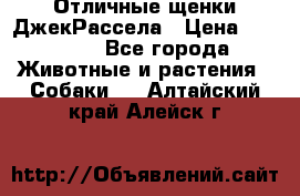 Отличные щенки ДжекРассела › Цена ­ 50 000 - Все города Животные и растения » Собаки   . Алтайский край,Алейск г.